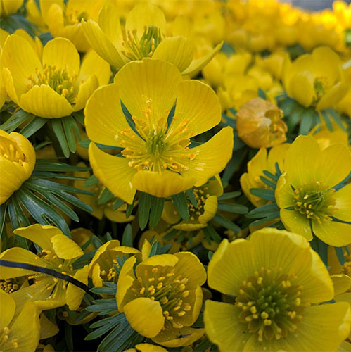 Winter Aconites