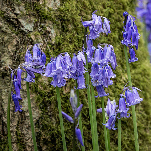 bluebells Native Bluebells
