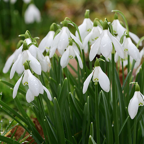 Snowdrops